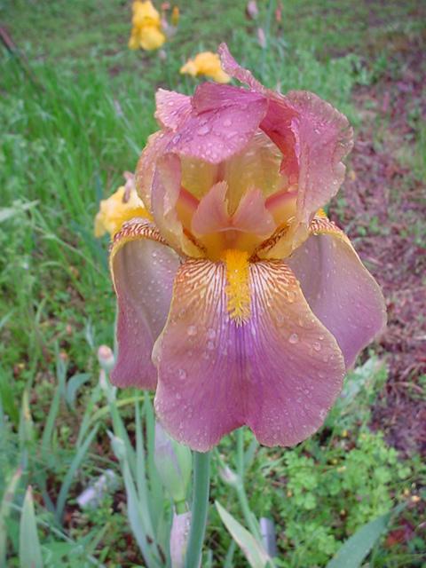 Photo of Tall Bearded Iris (Iris 'Easter Bonnet') uploaded by lovelyiris