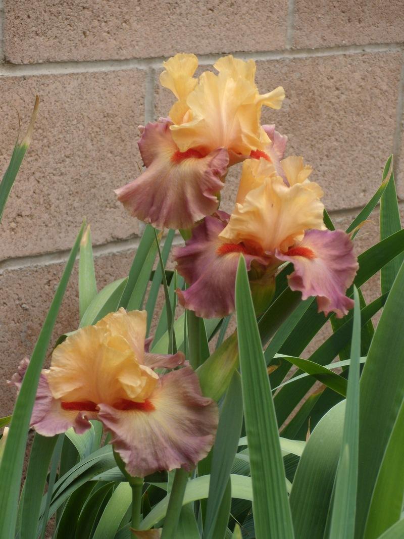 Photo of Tall Bearded Iris (Iris 'Rio') uploaded by Betja