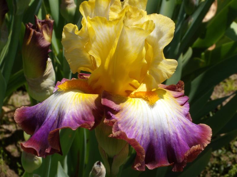 Photo of Tall Bearded Iris (Iris 'Rainbow High') uploaded by Betja