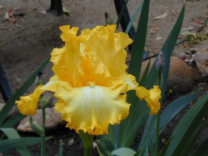 Photo of Tall Bearded Iris (Iris 'That's All Folks') uploaded by Betja