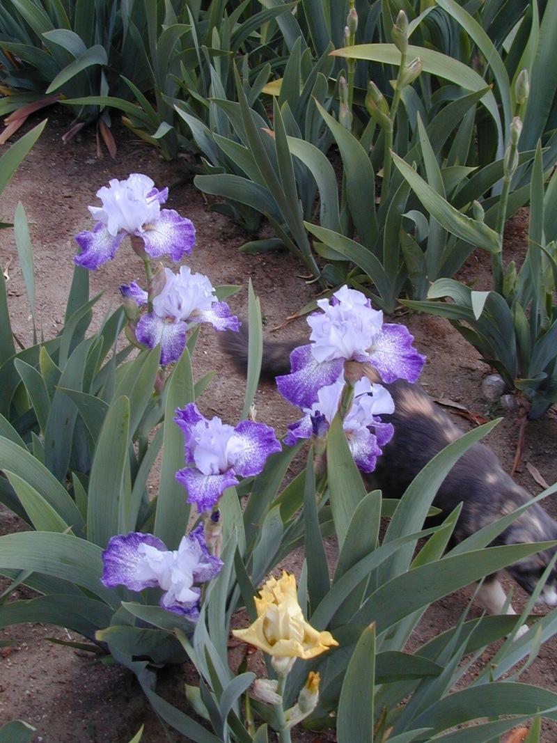 Photo of Tall Bearded Iris (Iris 'Splashacata') uploaded by Betja