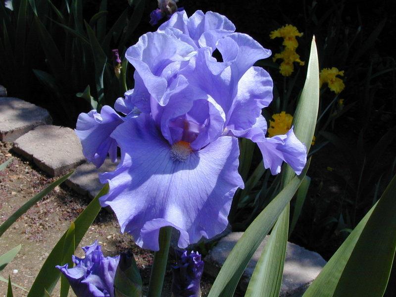 Photo of Tall Bearded Iris (Iris 'Baja Blue') uploaded by Betja