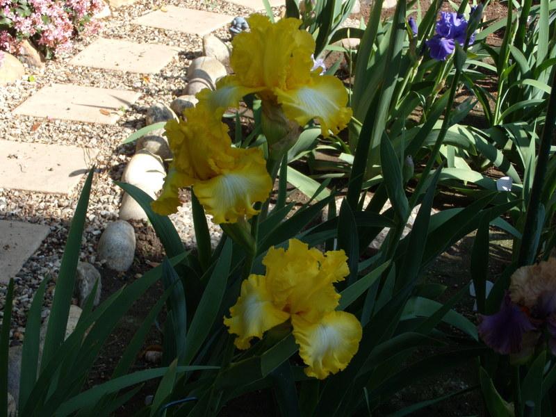 Photo of Tall Bearded Iris (Iris 'That's All Folks') uploaded by Betja