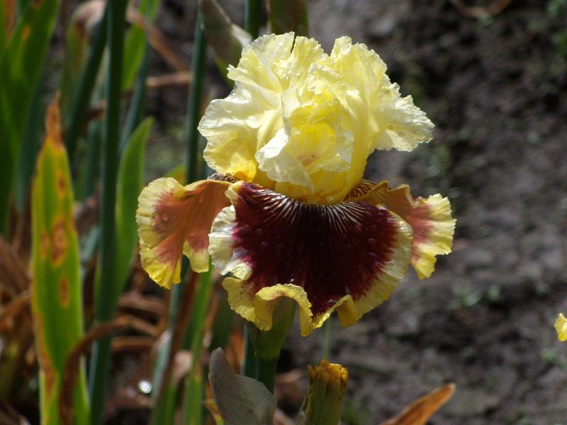 Photo of Tall Bearded Iris (Iris 'Rogue Trader') uploaded by Betja