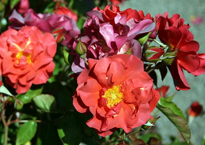 Photo of Floribunda Rose (Rosa 'Cinco de Mayo') uploaded by Calif_Sue