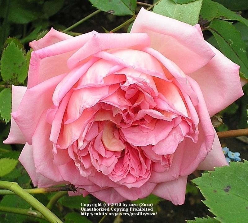 Photo of Rose (Rosa 'Janet') uploaded by zuzu