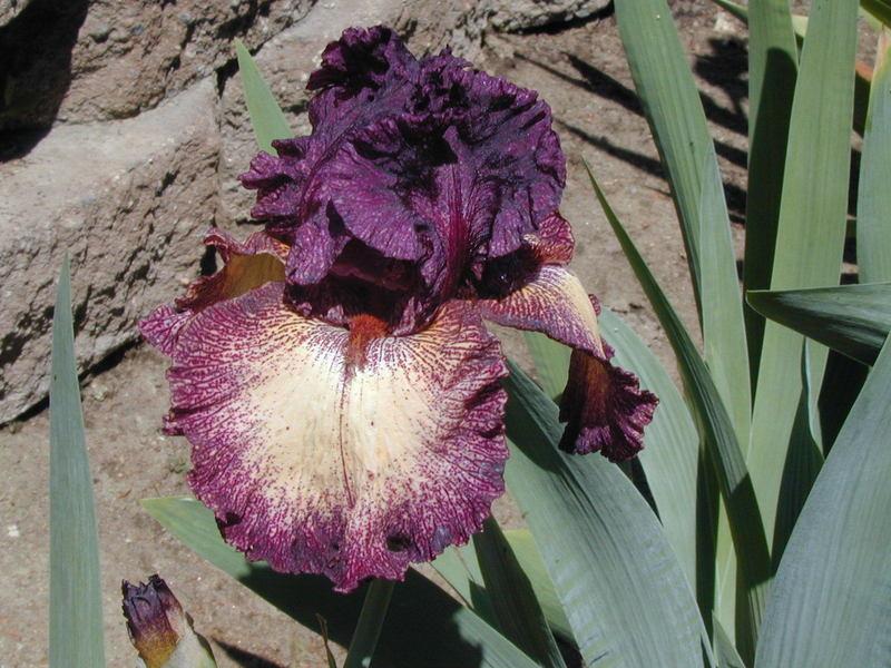 Photo of Tall Bearded Iris (Iris 'Epicenter') uploaded by Betja