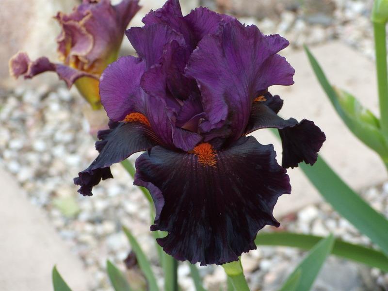 Photo of Tall Bearded Iris (Iris 'Black Magic Woman') uploaded by Betja