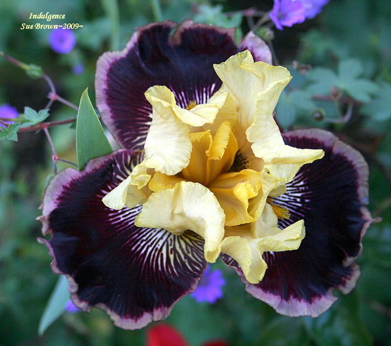Photo of Tall Bearded Iris (Iris 'Indulgence') uploaded by Calif_Sue