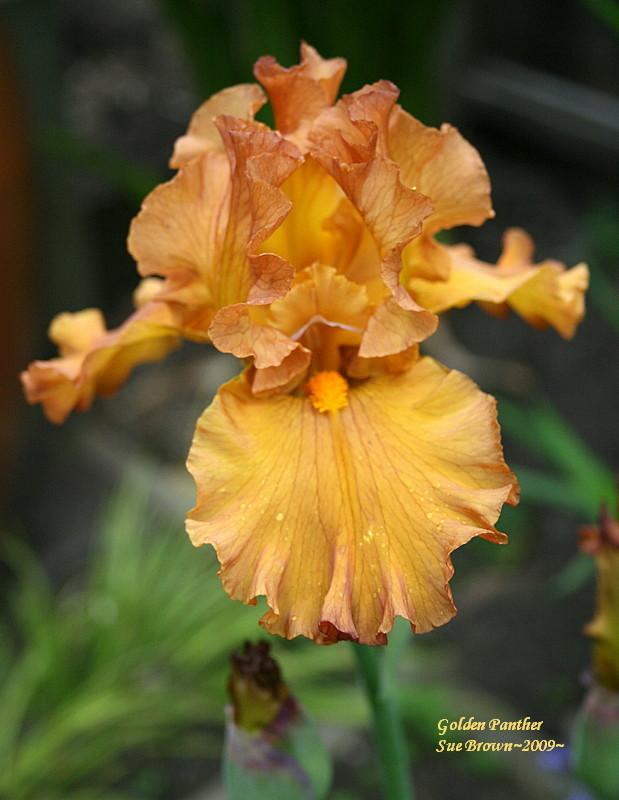 Photo of Tall Bearded Iris (Iris 'Golden Panther') uploaded by Calif_Sue