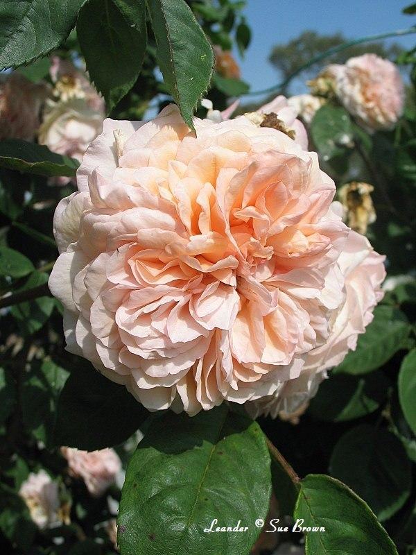 Photo of English Shrub Rose (Rosa 'Leander') uploaded by Calif_Sue