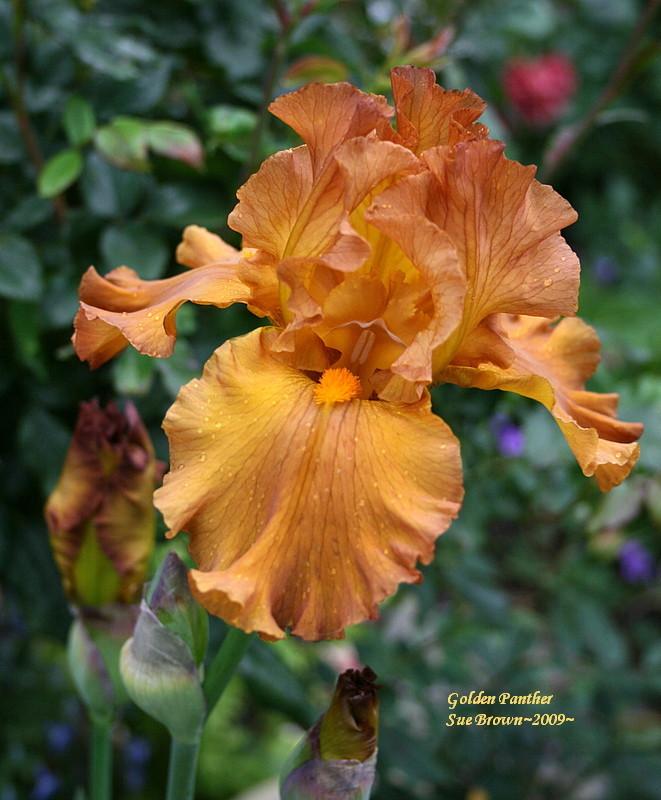 Photo of Tall Bearded Iris (Iris 'Golden Panther') uploaded by Calif_Sue