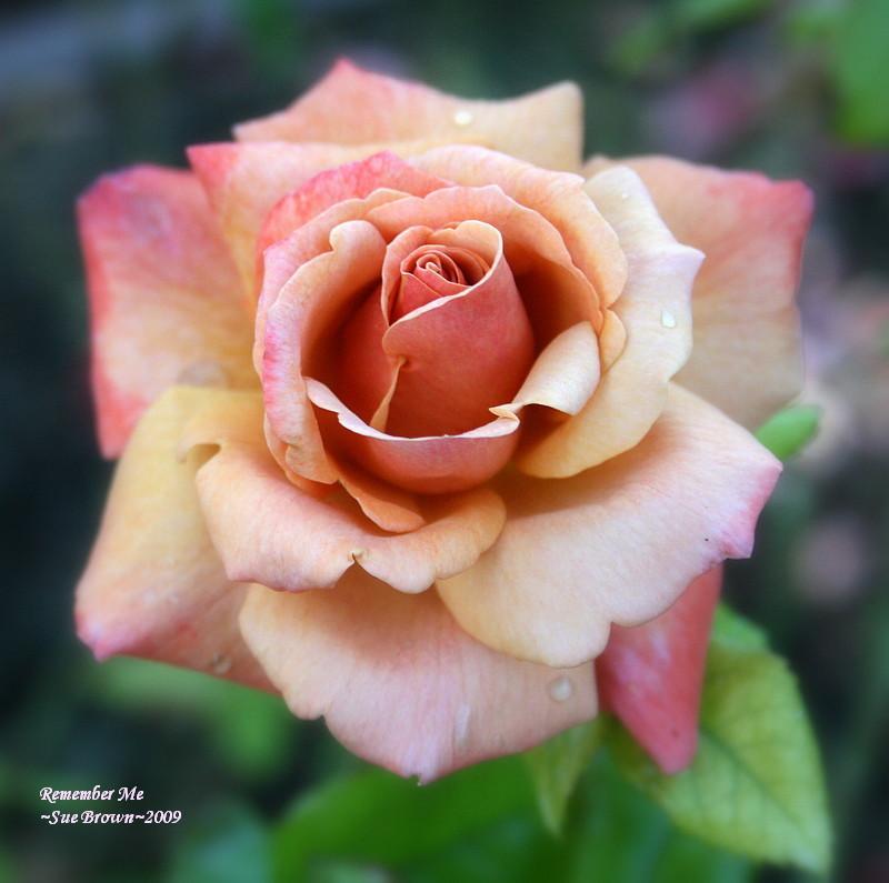 Photo of Rose (Rosa 'Remember Me') uploaded by Calif_Sue