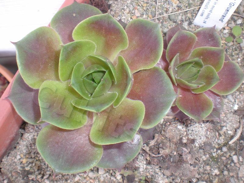 Photo of Hen and Chicks (Sempervivum 'Grunrand') uploaded by twitcher