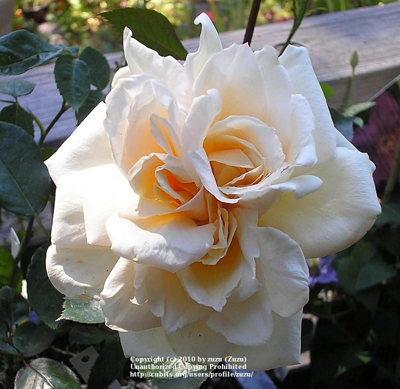 Photo of Rose (Rosa 'Joanna Hill') uploaded by zuzu