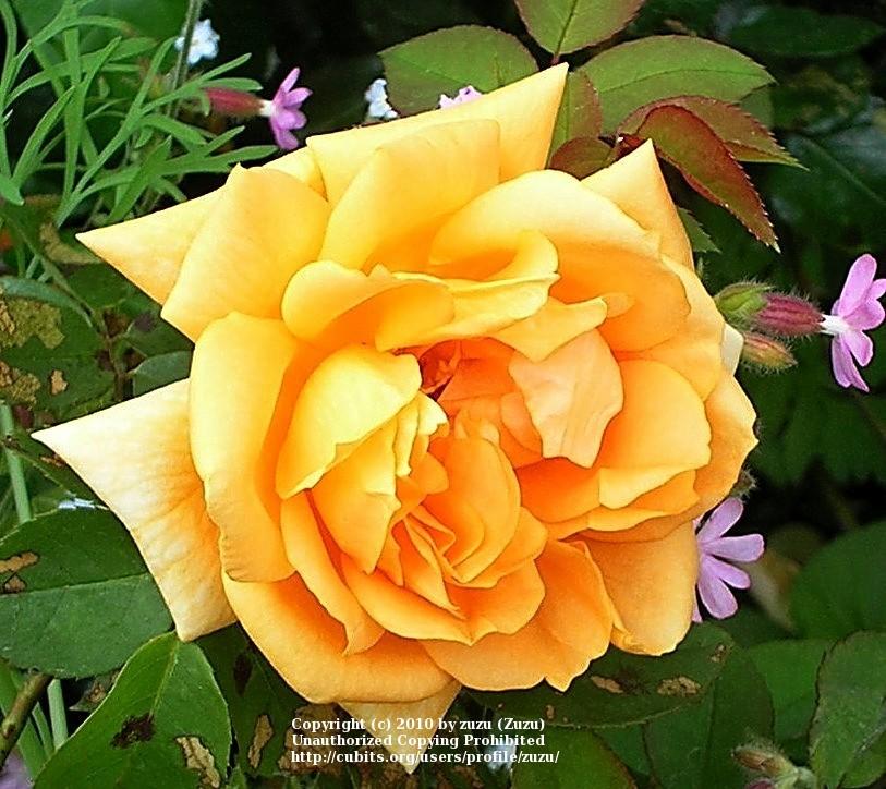 Photo of Rose (Rosa 'Johnnie Walker') uploaded by zuzu