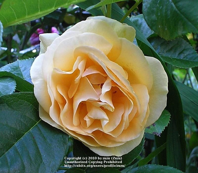 Photo of Floribunda Rose (Rosa 'Julia Child') uploaded by zuzu