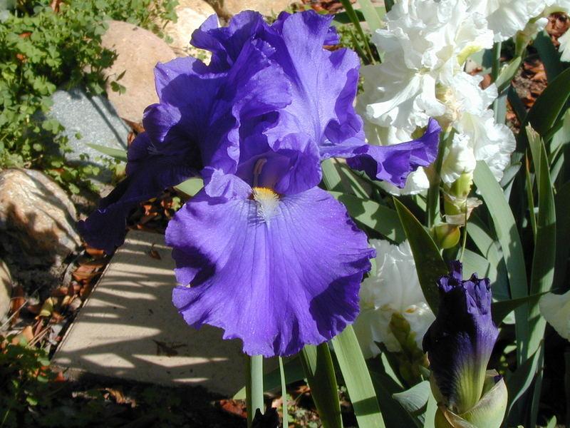Photo of Tall Bearded Iris (Iris 'Blue Suede Shoes') uploaded by Betja