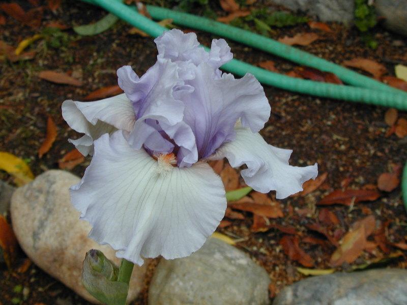 Photo of Tall Bearded Iris (Iris 'Fogbound') uploaded by Betja