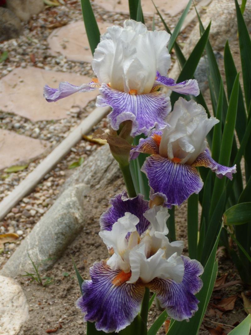 Photo of Tall Bearded Iris (Iris 'Magic Happens') uploaded by Betja