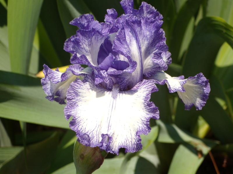 Photo of Tall Bearded Iris (Iris 'Ink Patterns') uploaded by Betja