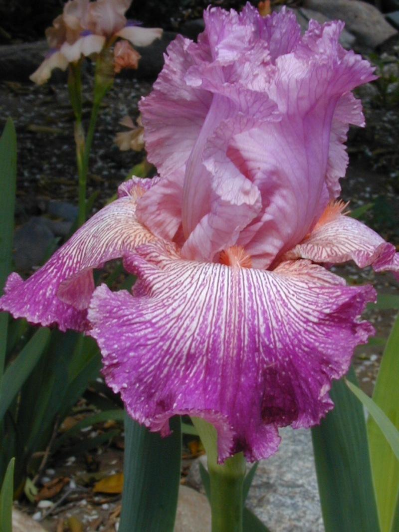 Photo of Tall Bearded Iris (Iris 'Anything Goes') uploaded by Betja
