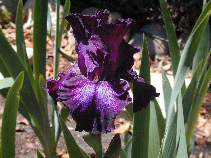 Photo of Tall Bearded Iris (Iris 'Bubble Bubble') uploaded by Betja