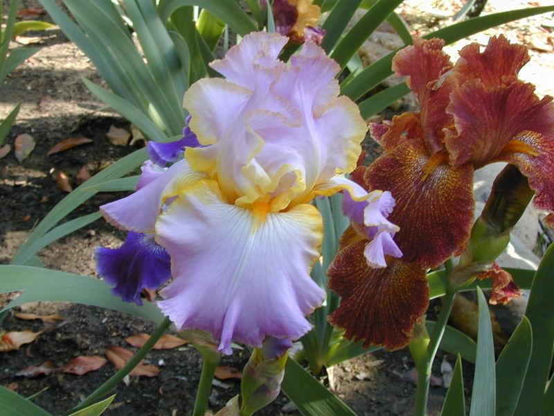 Photo of Tall Bearded Iris (Iris 'All About Spring') uploaded by Betja