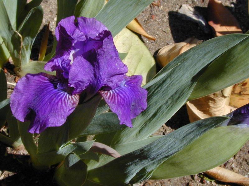 Photo of Standard Dwarf Bearded Iris (Iris 'Wizard's Return') uploaded by Betja