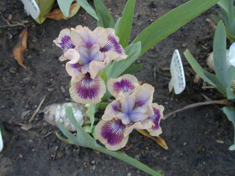 Photo of Standard Dwarf Bearded Iris (Iris 'Shindig') uploaded by Betja