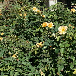 
San Jose Municipal Rose Garden