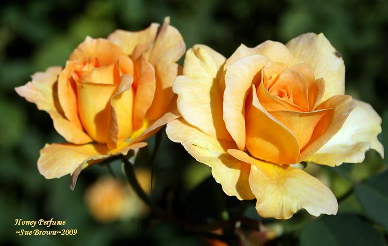 Photo of Rose (Rosa 'Honey Perfume') uploaded by Calif_Sue
