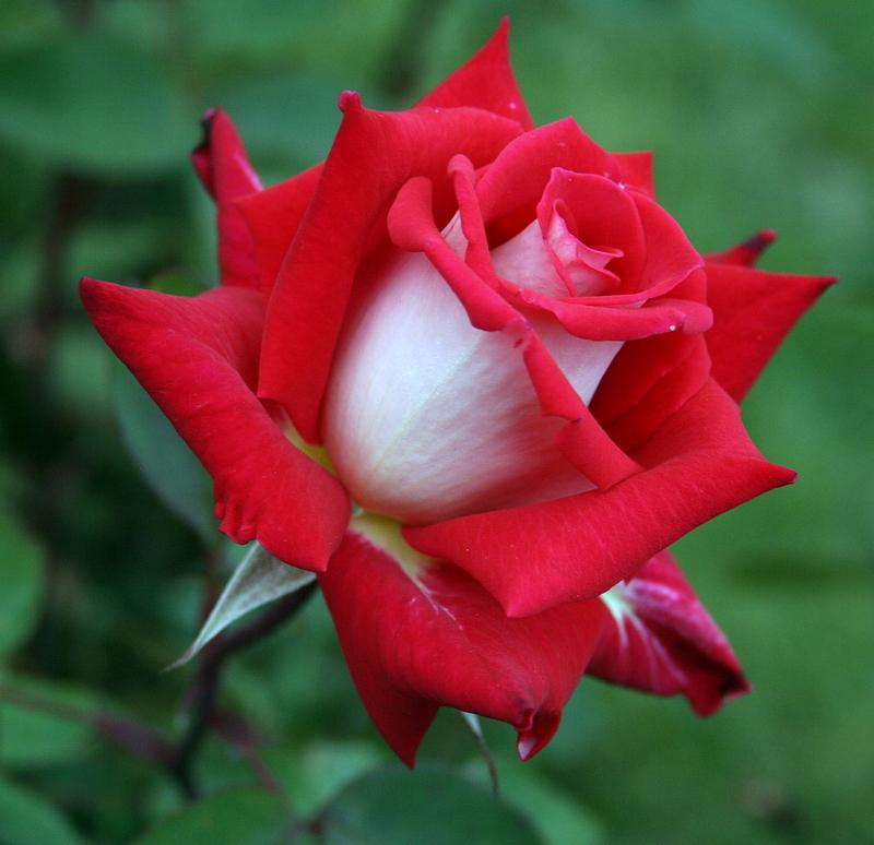 Photo of Rose (Rosa 'Love') uploaded by Calif_Sue