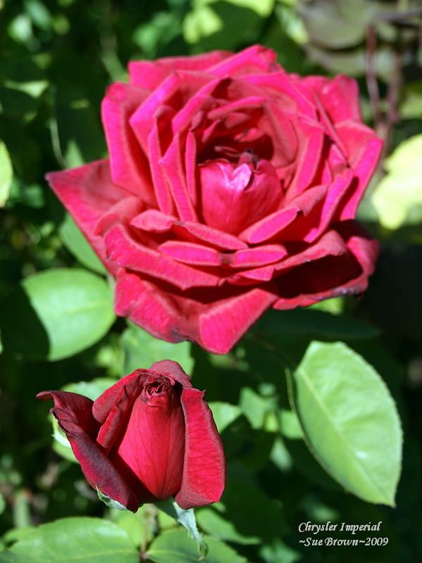 Photo of Rose (Rosa 'Chrysler Imperial') uploaded by Calif_Sue