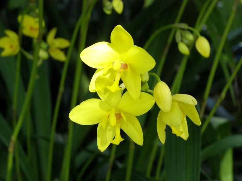 Photo of Philippine Ground Orchid (Spathoglottis plicata) uploaded by hawkarica