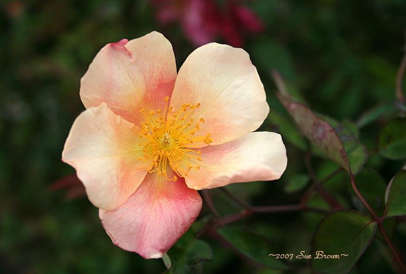 Photo of Rose (Rosa 'Mutabilis') uploaded by Calif_Sue