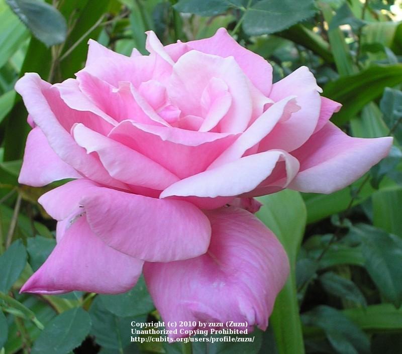 Photo of Rose (Rosa 'Lady Luck') uploaded by zuzu