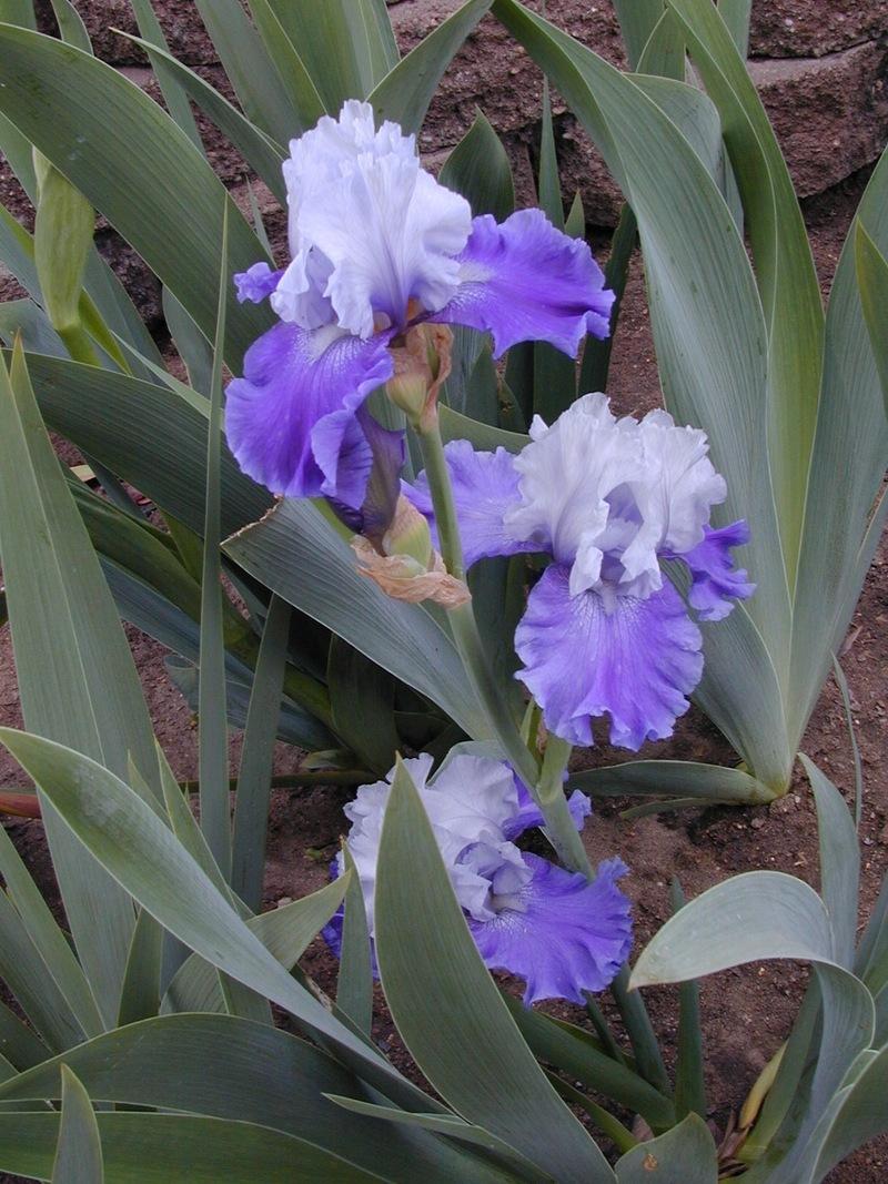 Photo of Tall Bearded Iris (Iris 'Mariposa Skies') uploaded by Betja