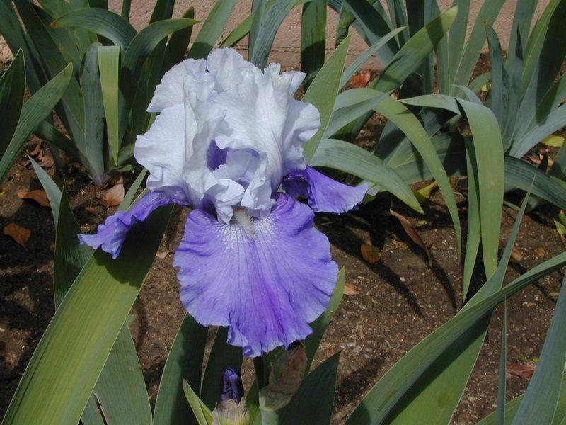 Photo of Tall Bearded Iris (Iris 'Mariposa Skies') uploaded by Betja
