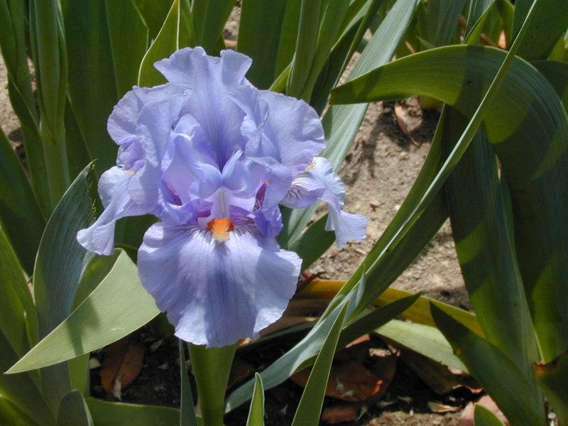 Photo of Intermediate Bearded Iris (Iris 'Fire in the Sky') uploaded by Betja