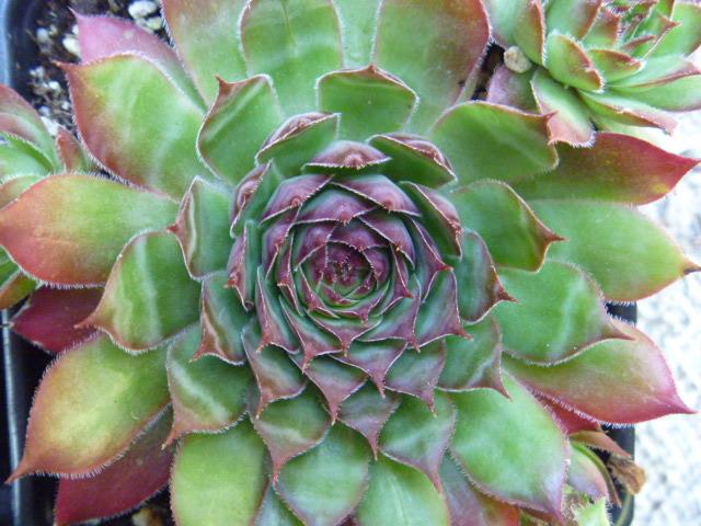 Photo of Hen and Chicks (Sempervivum 'Gipsy') uploaded by BlueFox