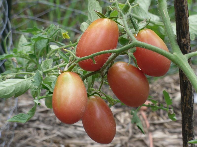 Photo of Tomato (Solanum lycopersicum 'Bijskij Zeltyi') uploaded by wildflowers