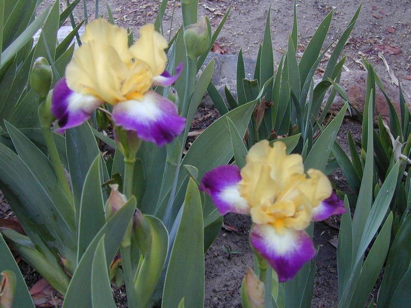 Photo of Border Bearded Iris (Iris 'Go for Bold') uploaded by Betja