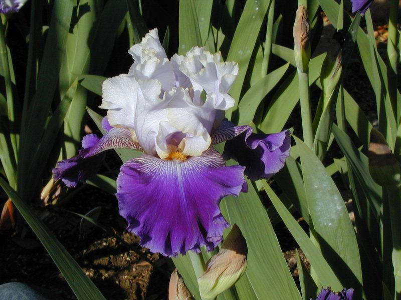 Photo of Tall Bearded Iris (Iris 'Slovak Prince') uploaded by Betja