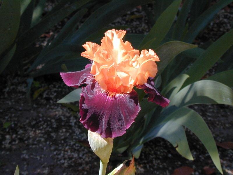 Photo of Tall Bearded Iris (Iris 'Halloween Trick') uploaded by Betja