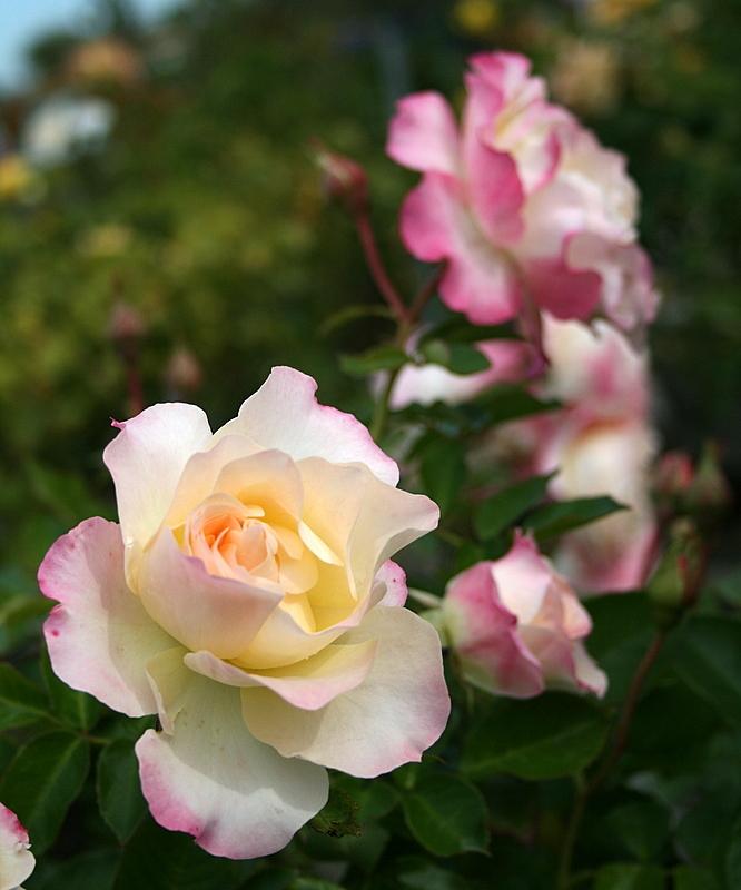 Photo of Rose (Rosa 'Easter Basket') uploaded by Calif_Sue