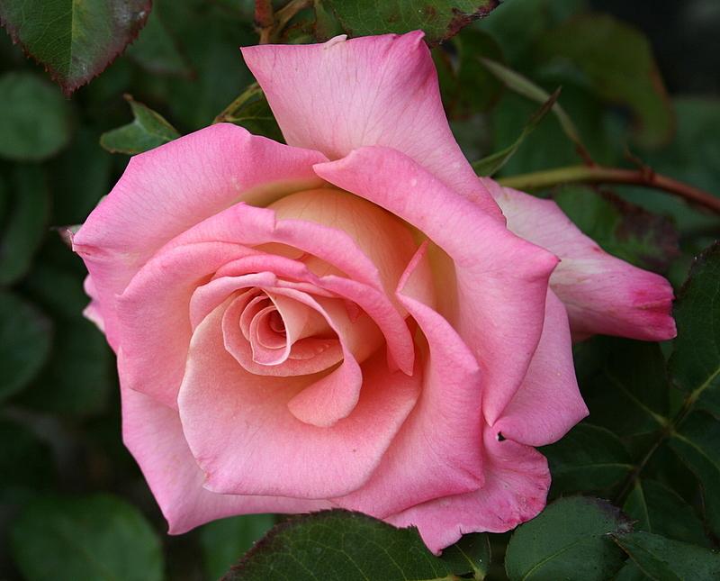 Photo of Rose (Rosa 'Strawberry Romance') uploaded by Calif_Sue