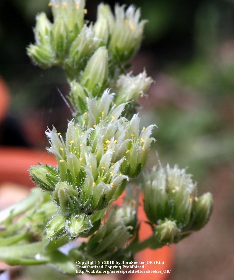 Photo of Rollers (Sempervivum globiferum subsp. hirtum 'from Bulgaria') uploaded by floraSeeker_OR