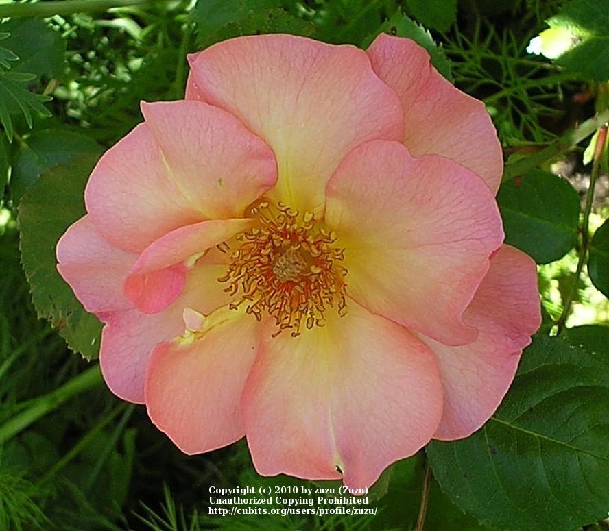 Photo of Rose (Rosa 'Leersum 700') uploaded by zuzu