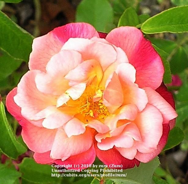 Photo of Rose (Rosa 'Leonie Lamesch') uploaded by zuzu